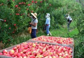 Foto: Epagri