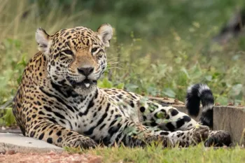 On�a-pintada foi apontada como animal que mais representa a fauna brasileira. Foto: Fa?bio F. Teixeira