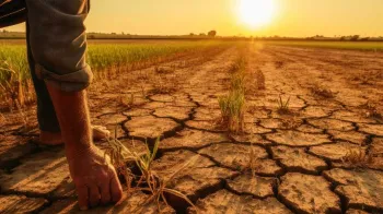 Inadimpl�ncia no campo
