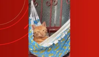 Gato tira cochilo em rede e v�deo viraliza
