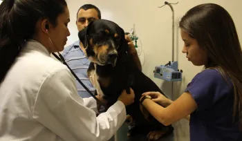 M�dicas veterin�rias atendendo na UFMS (divulga��o)