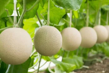 Mel�o Yubari King � uma das frutas mais caras do mundo. (Foto: Reprodu��o)