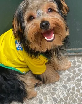 O c�o Chico (Foto: Leitor)