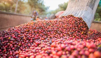 Atraso na colheita e as chuvas registradas durante os trabalhos no campo t�m afetado a cafeicultura. Divulga��o/Italian Coffee