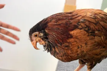 Pipi, a galinha sul-mato-grossense do biquinho torto. (Foto: Thauana Luares)