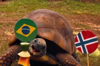 Jabuti Cac� fez previs�o sobre quem leva a melhor entre Brasil e Noruega (Foto: Bioparque Pantanal)