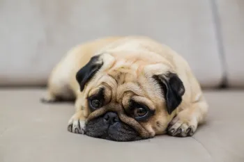 Cachorro
