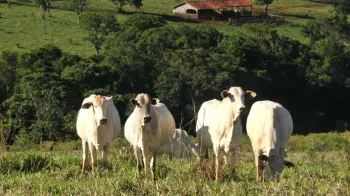 (Foto: Rally da Pecu�ria)