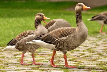 Imagem ilustrativa de um pato