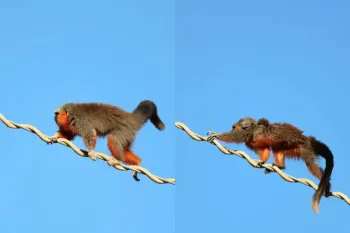 Fam�lia de macacos zogue-zogue-de-alta-floresta atravessa ponte de dossel instalada em Alta Floresta. Foto: Iv� Schuster