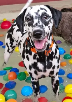 Alick, a d�lmata de 4 anos, em foto enviada pela tutora.