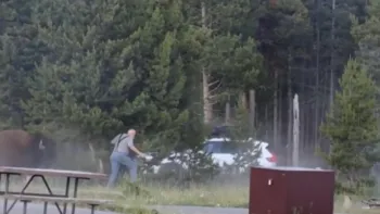 Ataque de bis�o em parque nos EUA