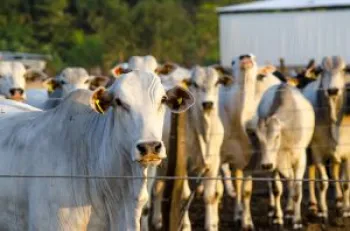 Sistema intensivo ajuda a impulsionar a produtividade do rebanho e acelera o ganho de peso dos animais