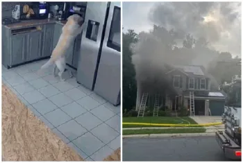 Inc�ndio causado por cachorro nos EUA