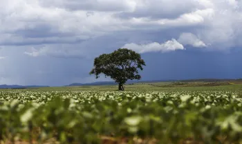 Alto Para�so (GO) - Planta��o de soja em �rea do munic�pio mostra o avan�o da fronteira agr�cola na regi�o da Chapada dos Veadeiros (Marcelo Camargo/Ag�ncia Brasil)