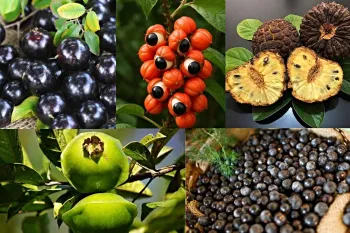 Frutas que muita gente tem em casa podem ajudar a prevenir doen�as do envelhecimento. (Foto: Ilustra��o)