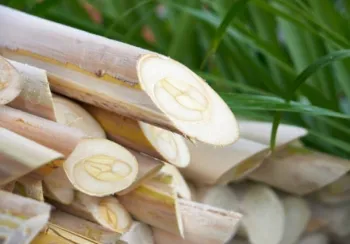Foto: divulga��o/Secretaria de Agricultura e Abastecimento