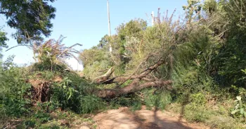 41 cidades do Rio Grande do Sul sofrem com tempestade e vendaval
