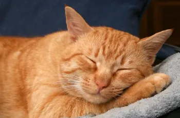 O primeiro cuidado � evitar que c�es e gatos fiquem expostos ao vento, � chuva ou ao ch�o frio. Foto: Divulga��o/Governo de SP