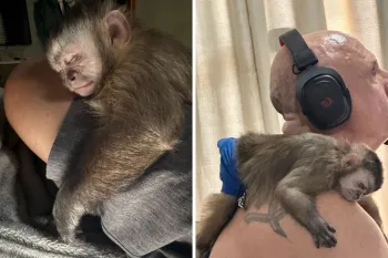 Macaco Guerreiro Foto: Arquivo Pessoal