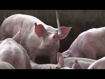Manejo no inverno ajuda a manter a produtividade na suinocultura