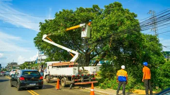 O servi�o de poda de �rvores � um dos que podem ser solicitados pelo portal. Foto: Prefeitura de S�o Jo�o de Meriti/Divulga��o