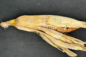 Fungo conhecido como Podrid�o Salm�o Foto: Funda��o Rio Verde