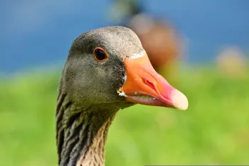 Ilustra��o da produ��o de foie gras