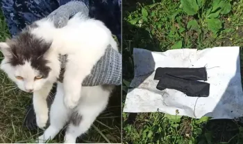 Gato foi pego com colares recheados de drogas. Foto: ?