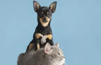 Animais idosos, filhotes e aqueles com doen�as respirat�rias cr�nicas s�o os mais afetados pelo tempo seco - Foto: Divulga��o/Governo de S�o Paulo