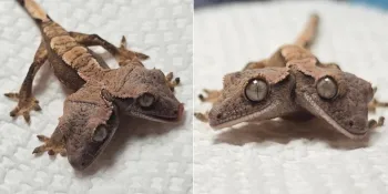 Foto: Reprodu��o/Facebook (Rockstar Geckos)
