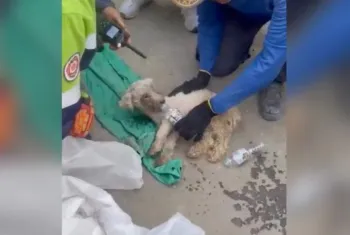 Cadela resgatada sob escombros na Venezuela