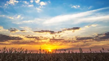 Cultivo de milho em fazenda no Oeste da Bahia
