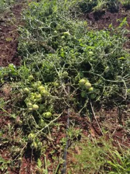 Pesquisa de campo do IAC Ribeir�o Preto sobre gen�tica de tomates � destru�da pela chuva