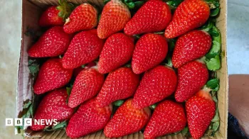 A �ndia depende de variedades de morango dos EUA e da Europa