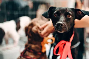 O conjunto de leis refor�a a import�ncia da guarda respons�vel, da ado��o consciente e do respeito aos animais