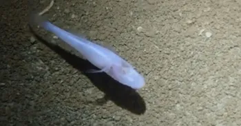 O peixe-demonio das cavernas recem-descoberto nao tem olhos e e totalmente desprovido de pigmentacao. Natureza Niemiller