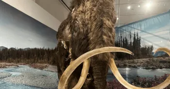 R�plica em tamanho real de um mamute lanudo em exibi��o no Museu Americano de Hist�ria Natural, em Manhattan, EUA. REUTERS/Roselle Chen