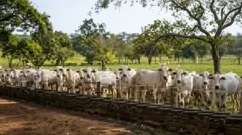 Divulga��o Zoetis (Ajustada por IA)