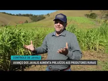 Imagem de um javali, o animal que est� causando preju�zos aos produtores rurais.