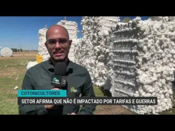 Algod�o brasileiro em alta: produtores comemoram fase positiva mesmo com desafios no mundo