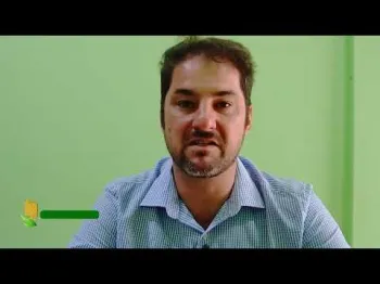 Colheita do milho no norte de Mato Grosso: produtividade boa, mas faltam armaz�ns e o lucro � baixo