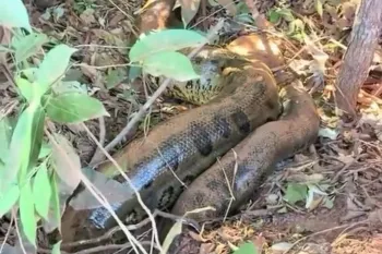 Sucuri foi flagrada entre a vegeta��o � beira de uma estrada na zona rural de Canarana (MT) - Foto: Reprodu��o/V�deo