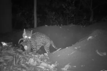 Jaguatirica capturando um tatu. A imagem, feita por uma c�mera trap, revela a cena de preda��o na escurid�o (Foto: ICAS)