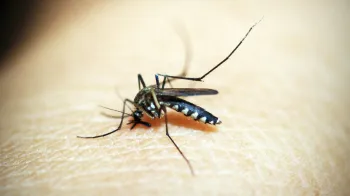 O mosquito Anopheles cruzii, principal vetor da mal�ria em �reas de Mata Atl�ntica, n�o � uma esp�cie �nica, mas sim um complexo formado por cinco linhagens geneticamente distintas. Pexels