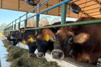 CAPID-Leite conta com 20 vacas e 17 bezerros / fotos de Matheus Deniz
