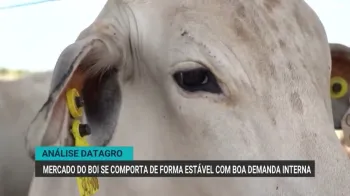 Boi gordo em confinamento