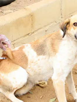 Vacina��o antirr�bica protege animais e previne a raiva, doen�a letal que pode afetar humanos - Divulga��o