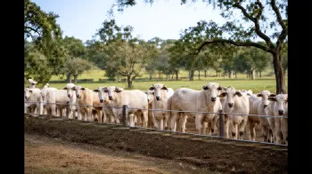 Divulga��o Zoetis (Ajustada por IA)