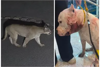 On�a-parda invade casa e ataca pitbull em S�o Paulo. - Foto: Reprodu��o